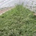 8424西瓜6斤打底8成熟1茬
