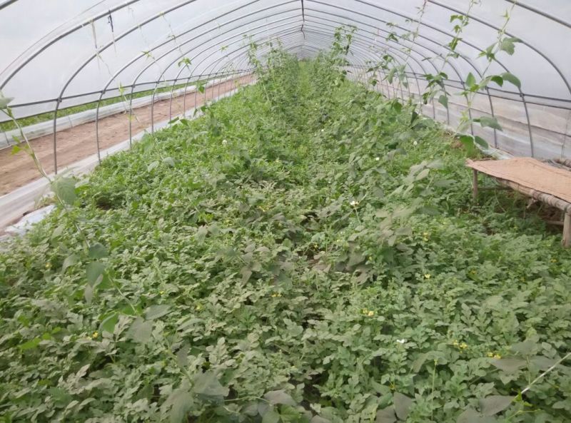 8424西瓜6斤打底8成熟1茬