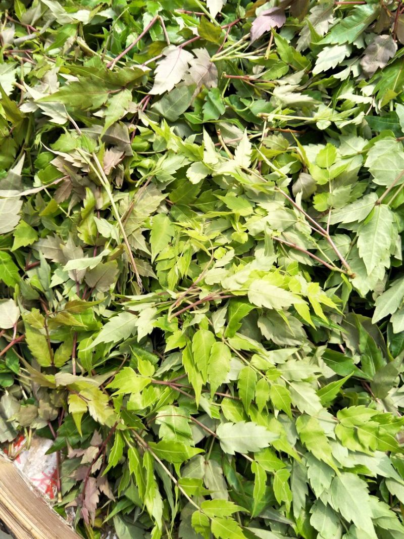 野生藤茶