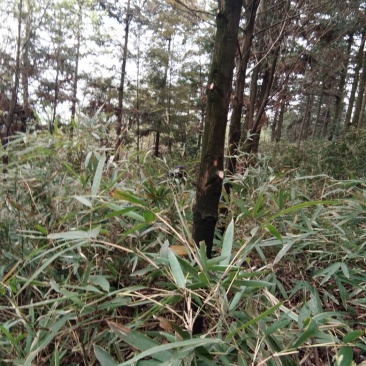 大叶樟10~20cm