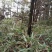 大叶樟10~20cm