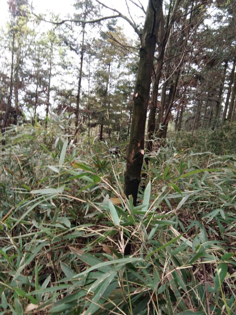 大叶樟10~20cm