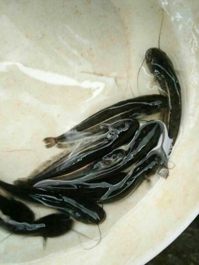 鲶鱼苗大口鲶，南方大口鲶鱼苗，胡子鲶鱼苗