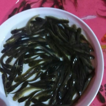 鲶鱼苗大口鲶，南方大口鲶鱼苗，胡子鲶鱼苗