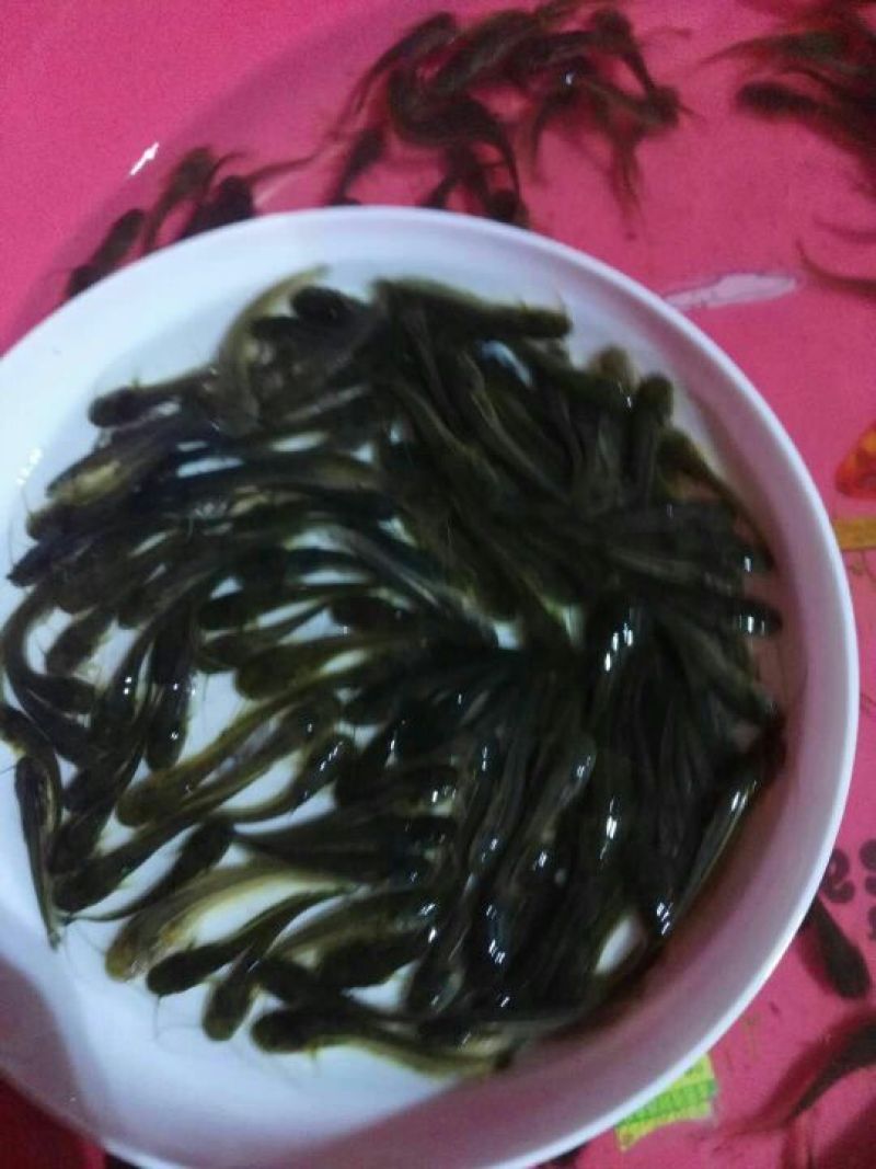鲶鱼苗大口鲶，南方大口鲶鱼苗，胡子鲶鱼苗