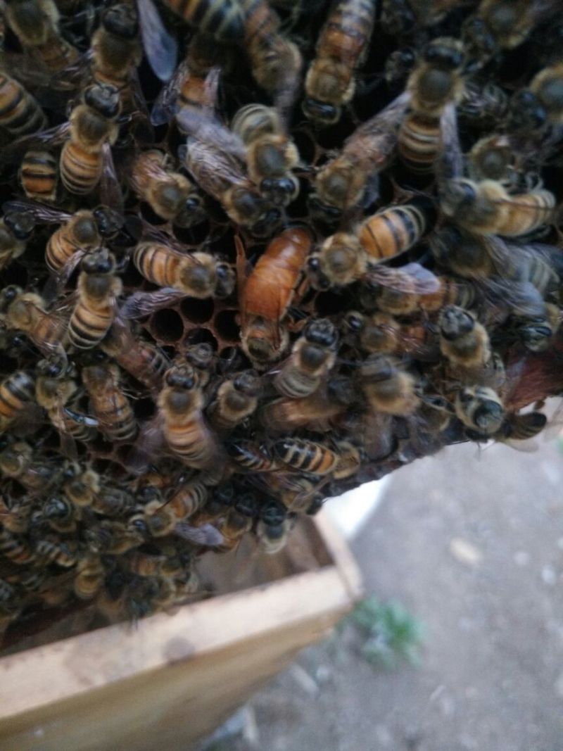 蜜蜂平箱装