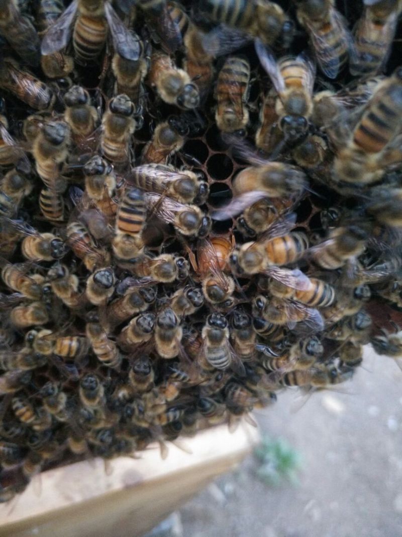 蜜蜂平箱装