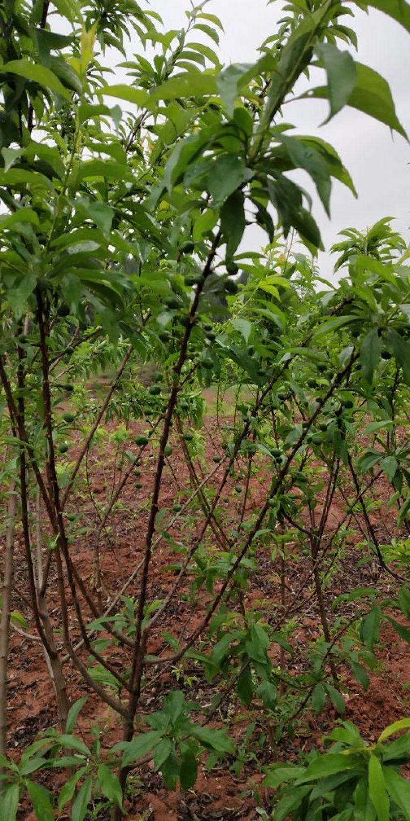 脆红李子树苗50~100cm
