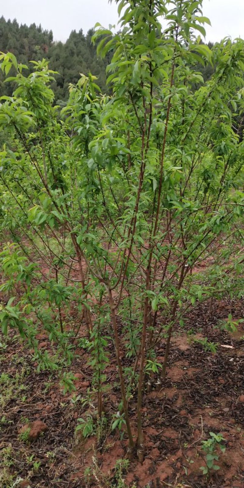 脆红李子树苗50~100cm