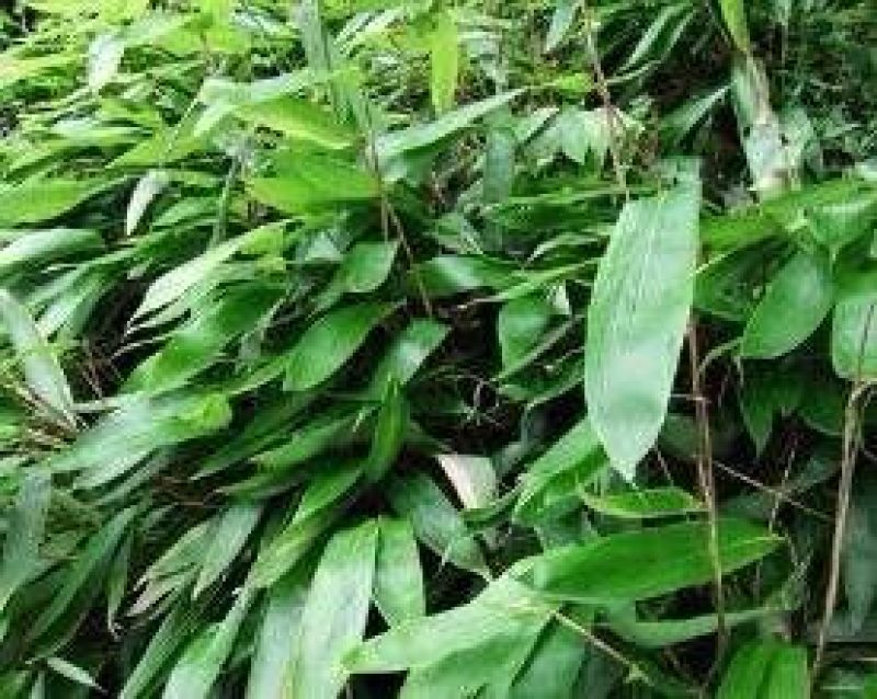 粽子叶