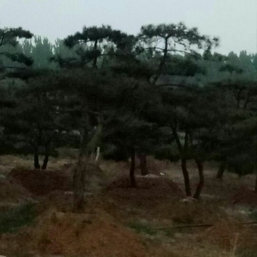 造型松9公分