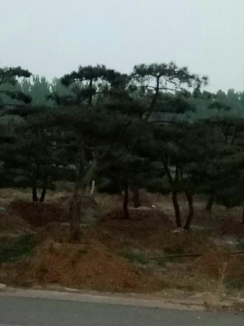 造型松9公分