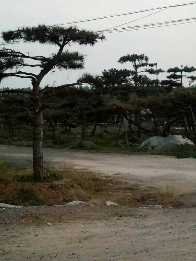 造型松9公分