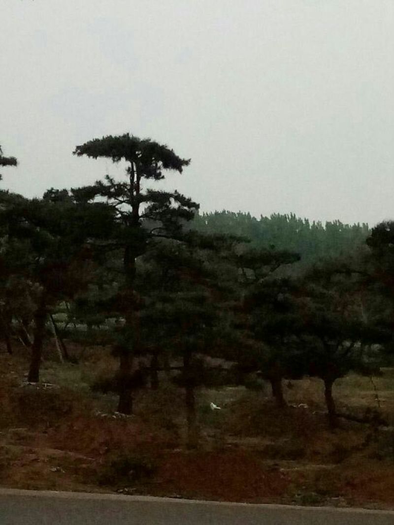 造型松9公分