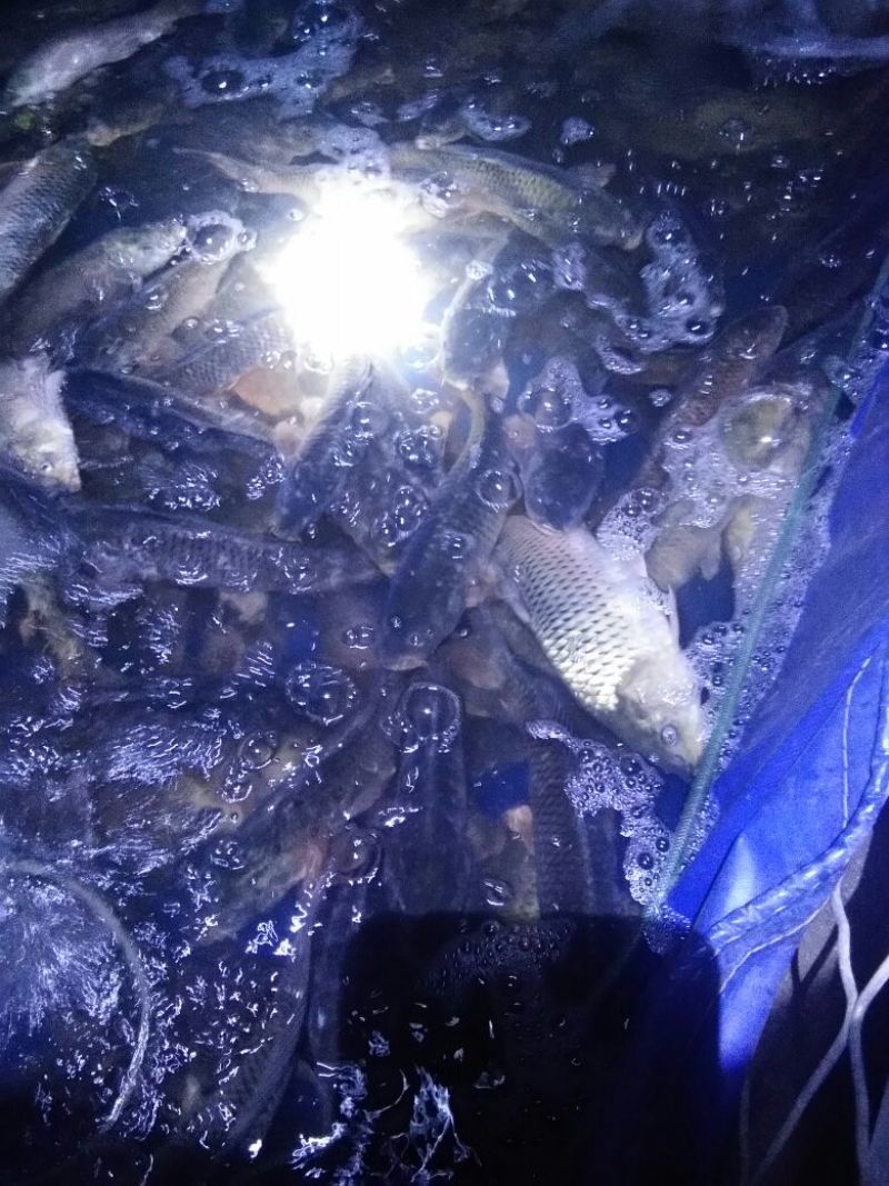 池鲤鱼1~2公斤