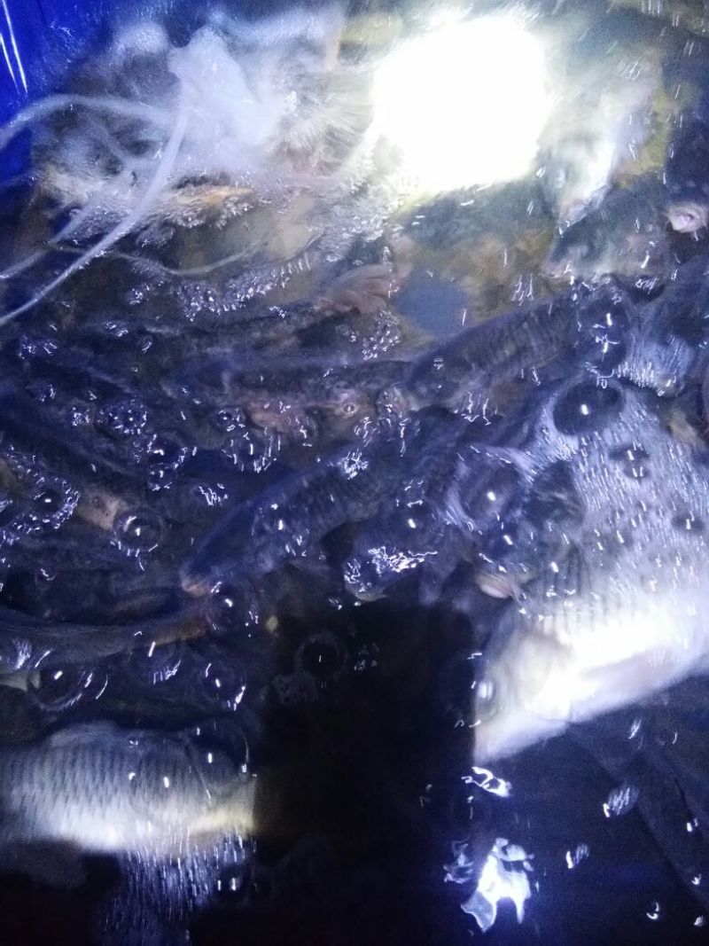 池鲤鱼1~2公斤