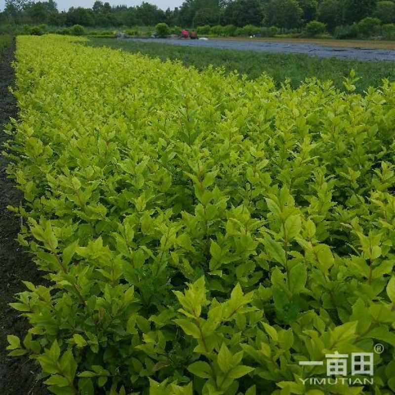 金叶女贞毛笼子，笼子