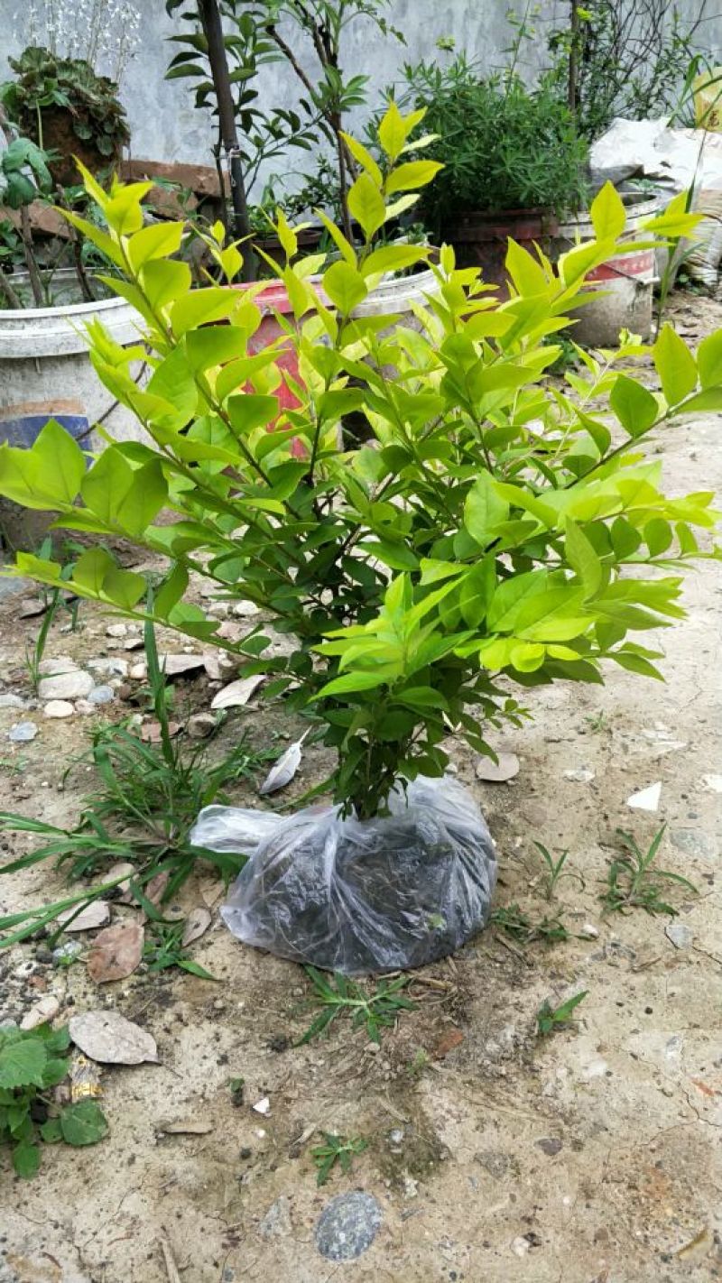 金叶女贞毛笼子，笼子