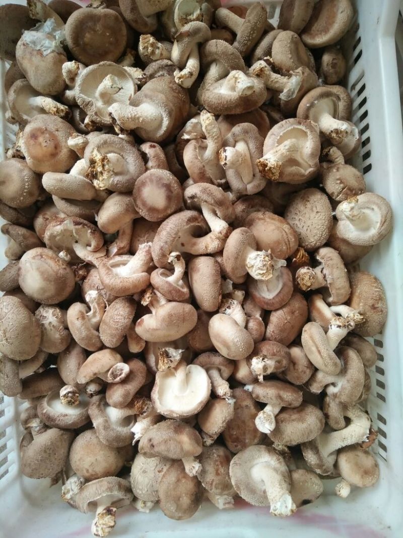 鲜香菇开伞1%鲜货5~6cm