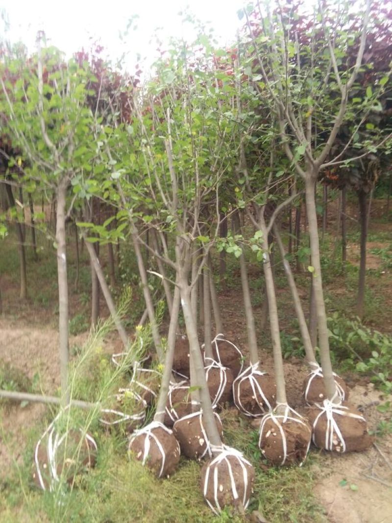 西府海棠4~6cm4~6cm4~6cm