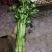 香芹
