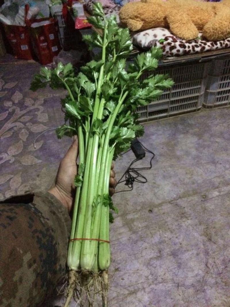 香芹