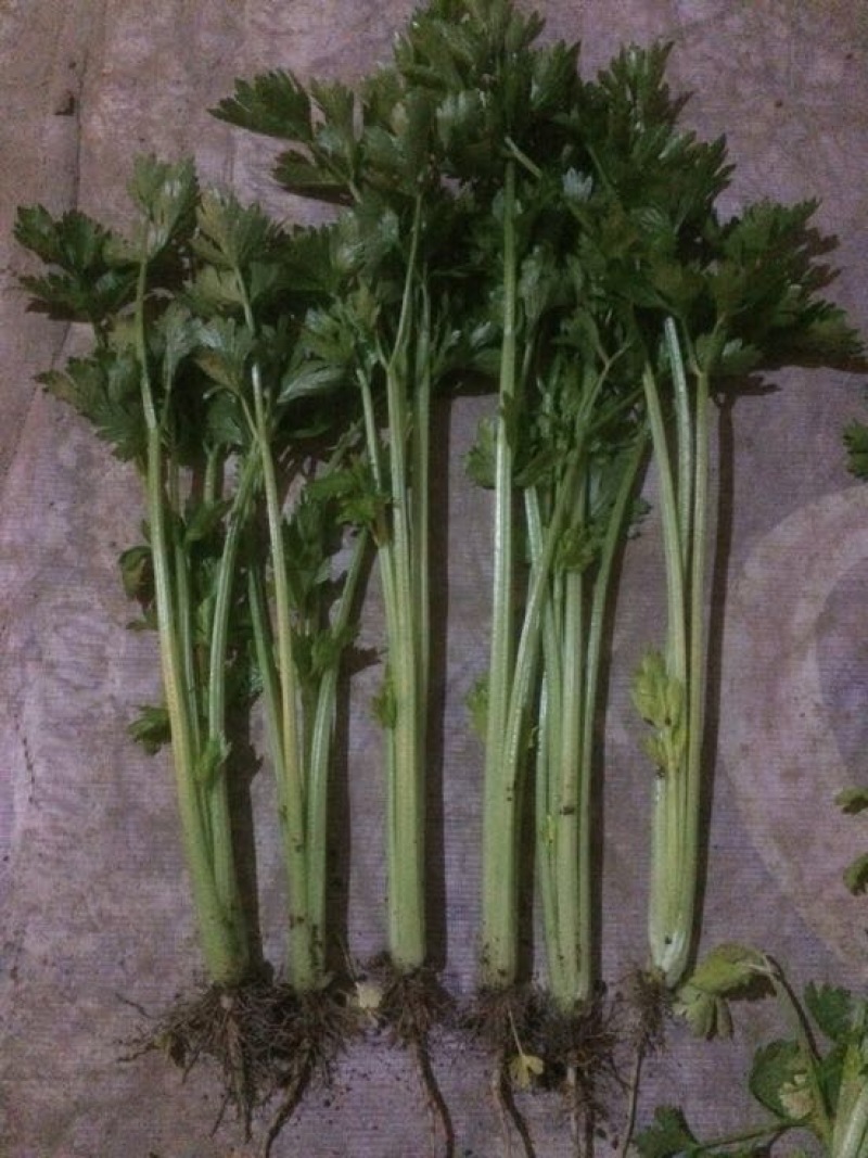 香芹