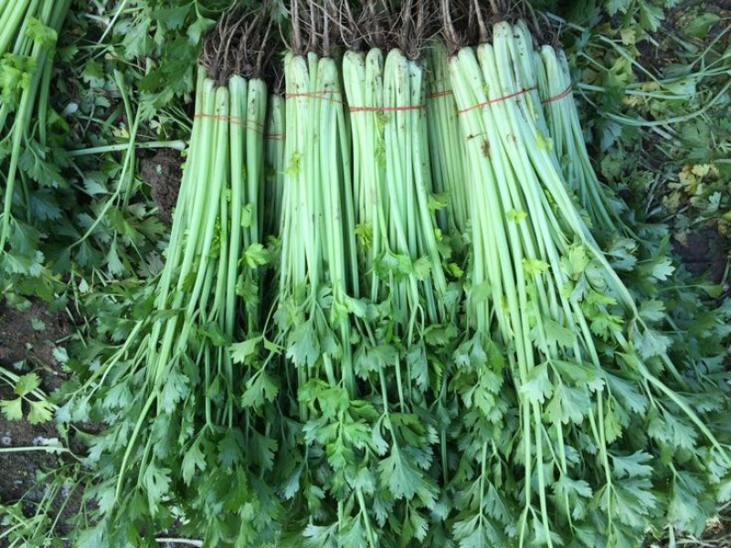 香芹