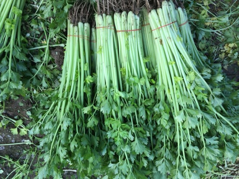 香芹
