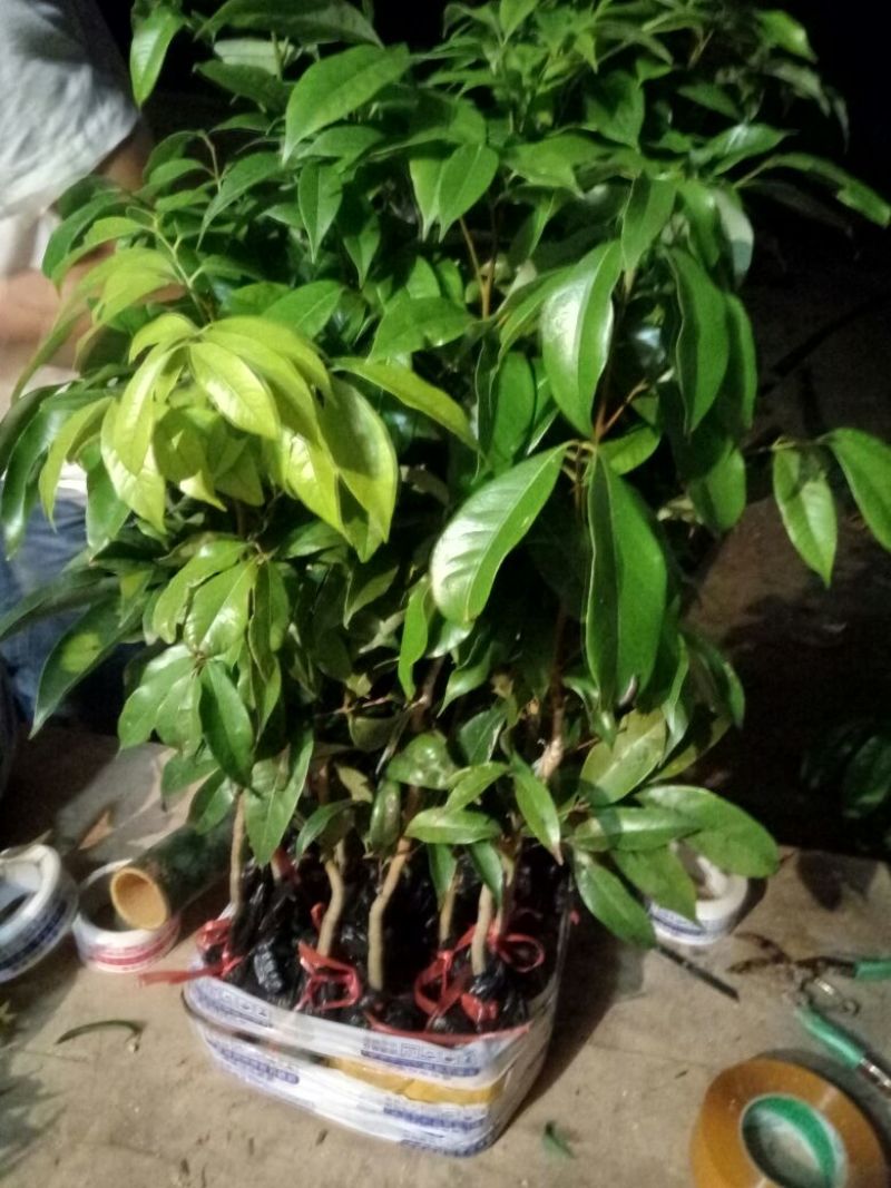 妃子笑荔枝苗10~20cm