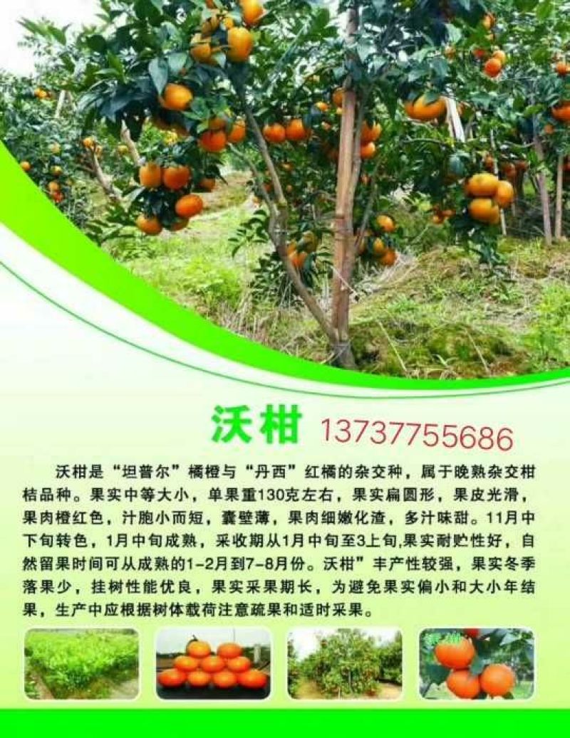 沃柑苗