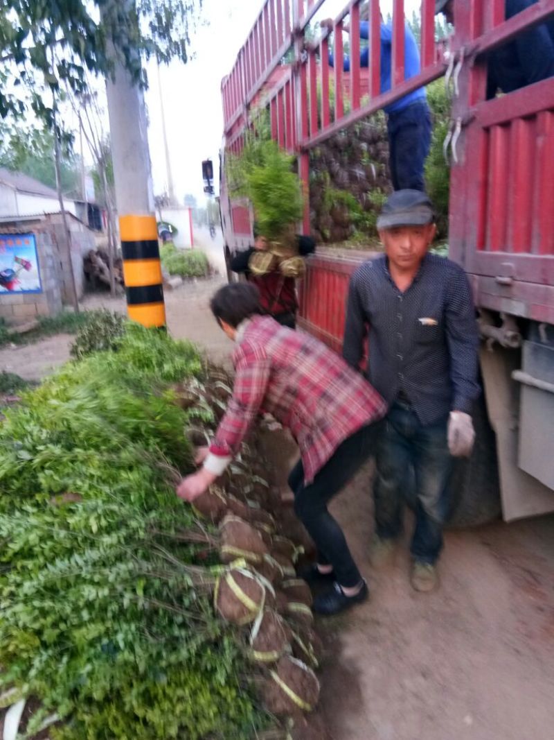 胶州卫矛2cm以下4cm以下0.5~1米