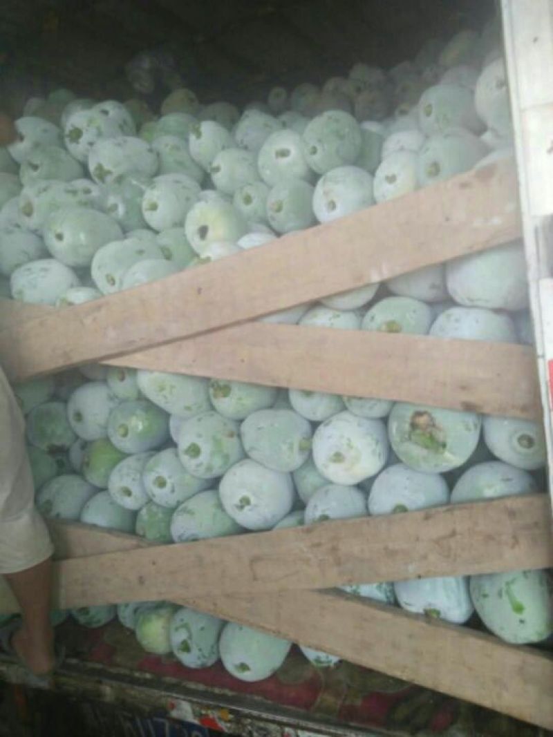 冬瓜大量大量，