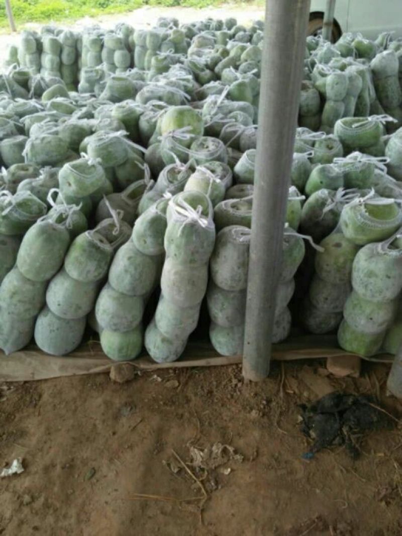 冬瓜大量大量，
