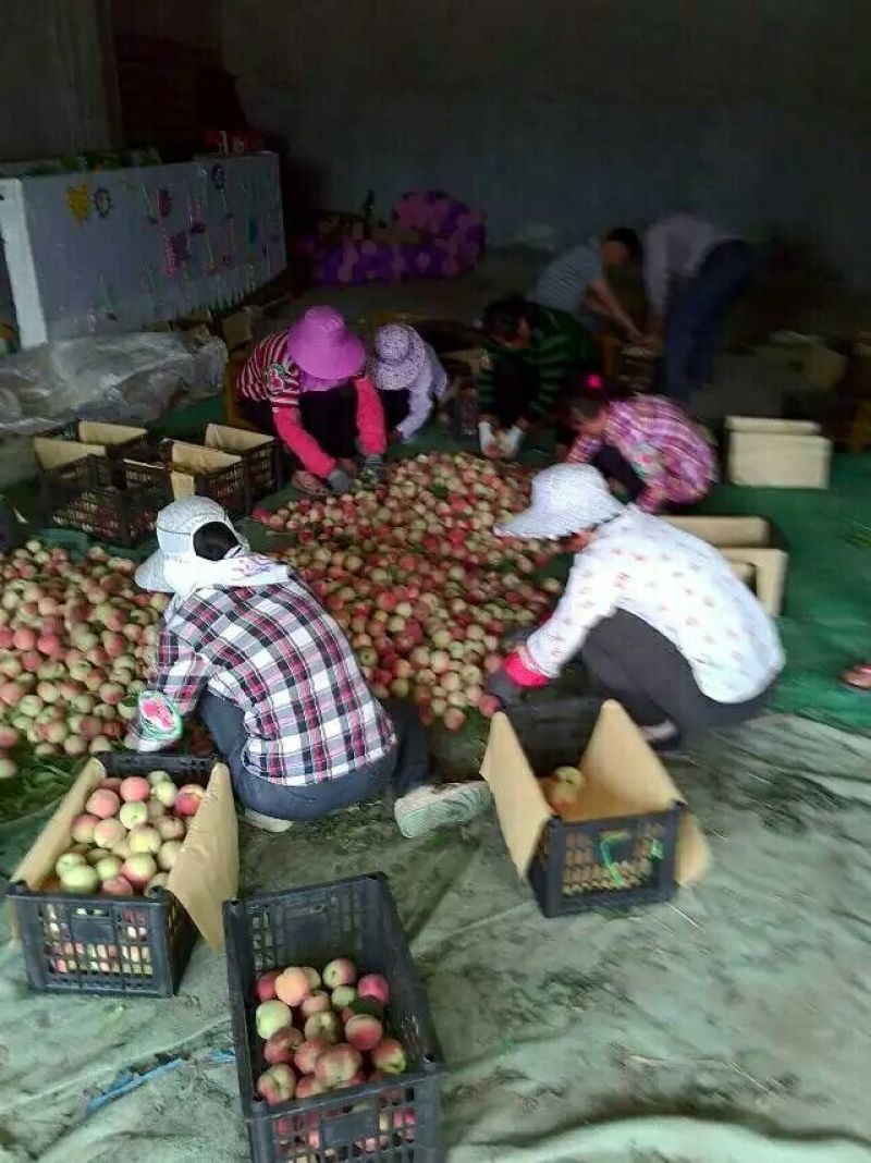 【热卖】红不软桃55mm以上毛桃大量上市了