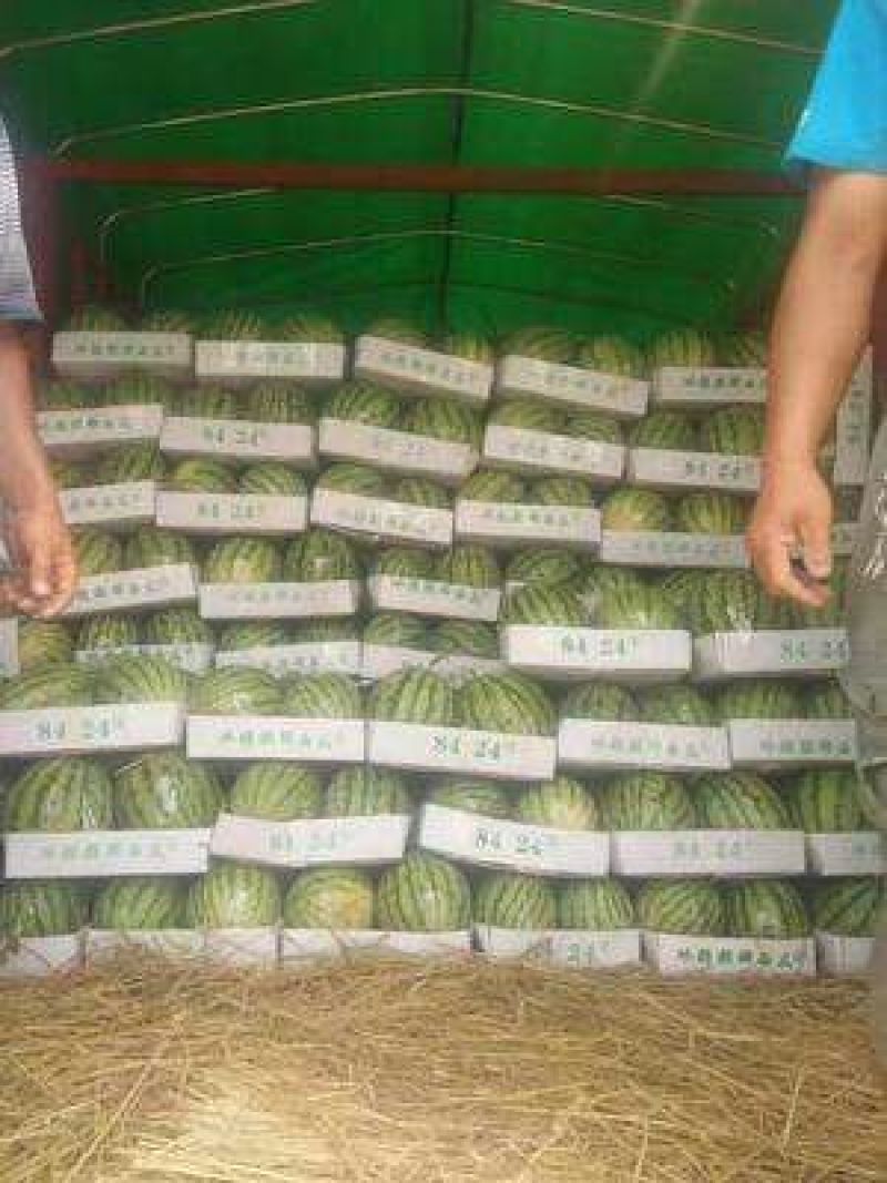 万亩大棚美都瓜大量上市口感蜜甜基地直发质量保证全国