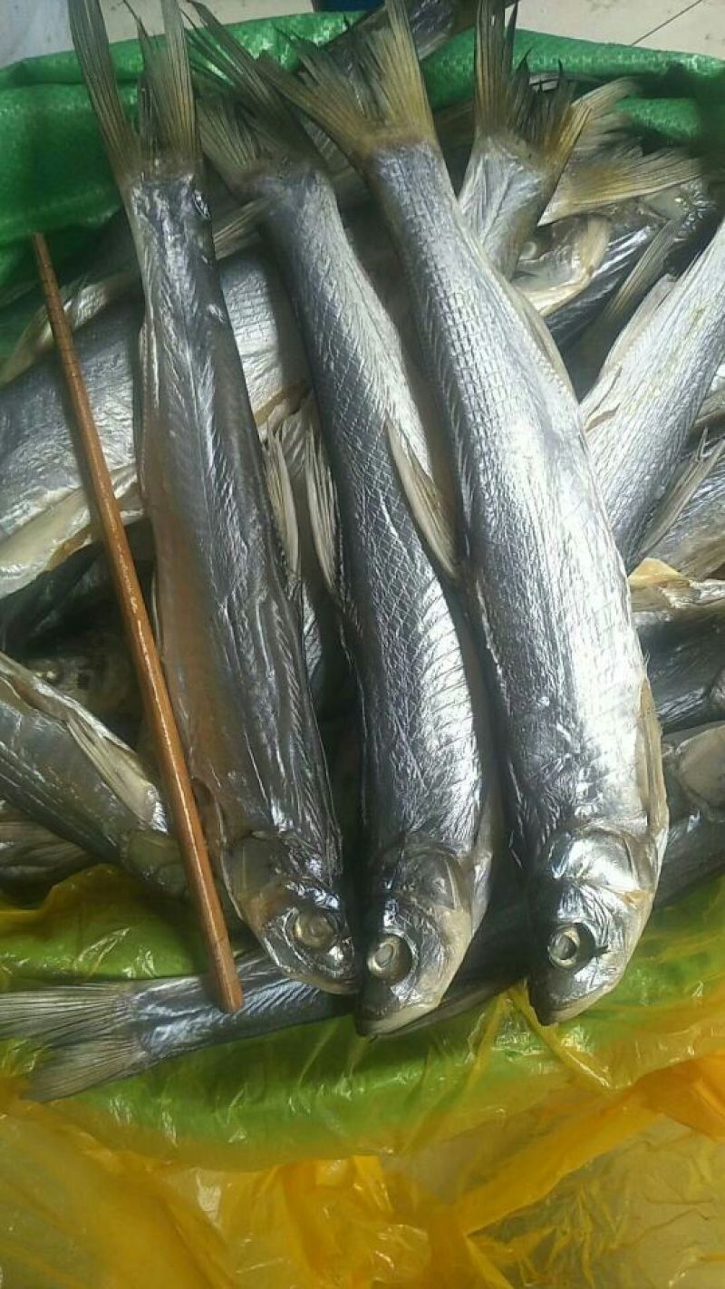 餐条鱼干日晒鱼干