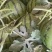 京欣西瓜5斤打底8成熟1茬