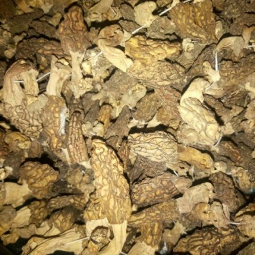 羊肚菌中上通货