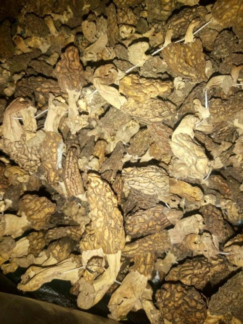 羊肚菌中上通货