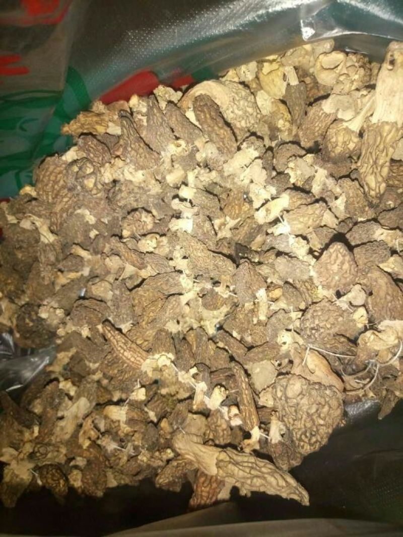 羊肚菌中上通货