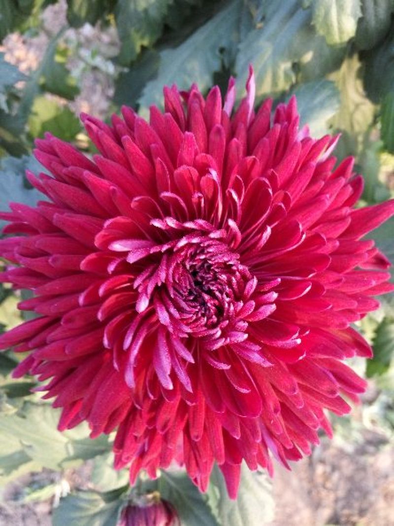 菊花布展组摆专用正常花期