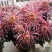 菊花布展组摆专用正常花期