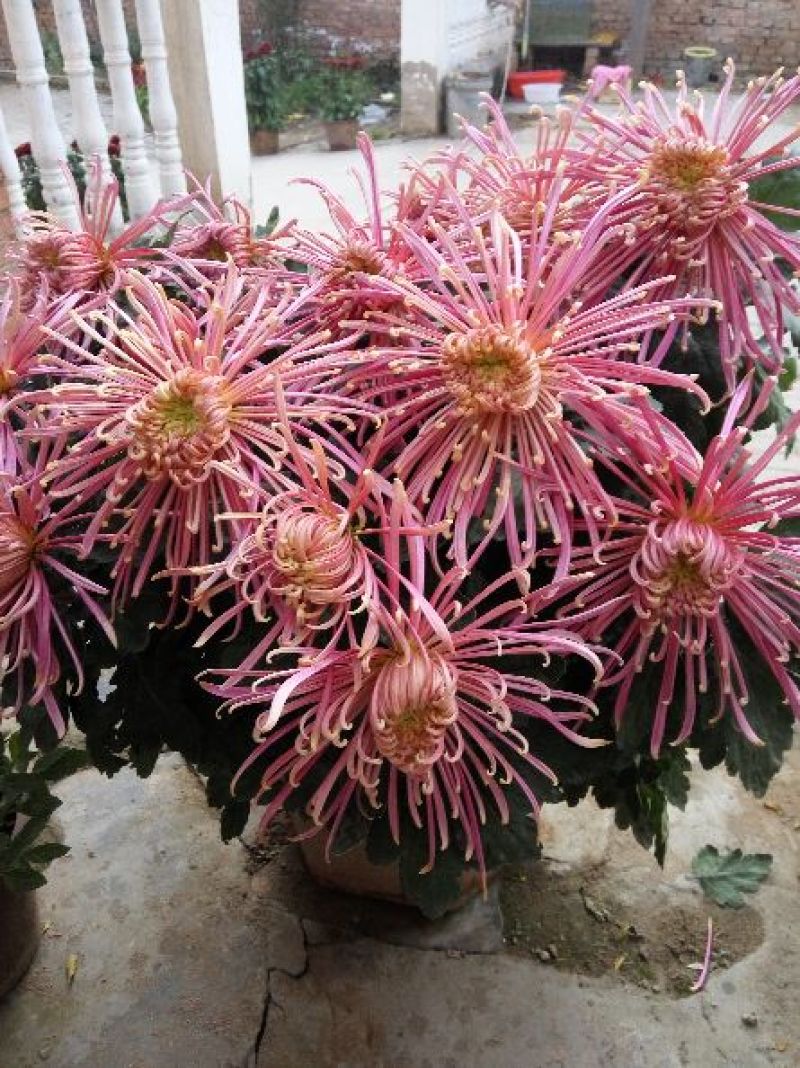 菊花布展组摆专用正常花期
