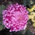 菊花布展组摆专用正常花期