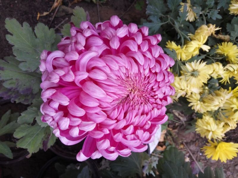 菊花布展组摆专用正常花期