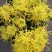菊花布展组摆专用正常花期