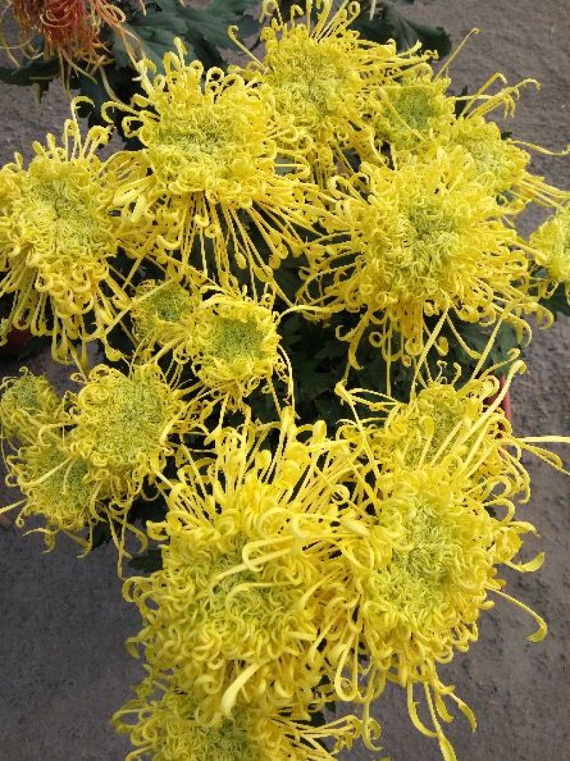 菊花布展组摆专用正常花期