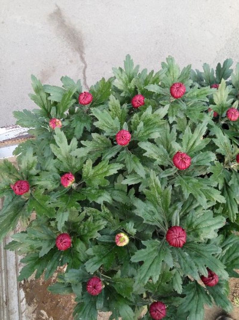 菊花布展组摆专用正常花期