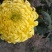 菊花布展组摆专用正常花期